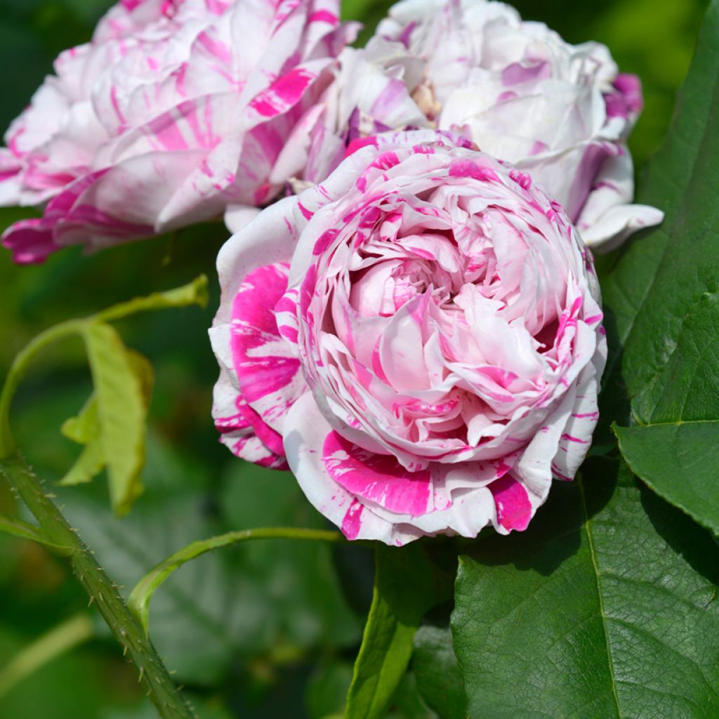 Rosa antica Variegata di Bologna