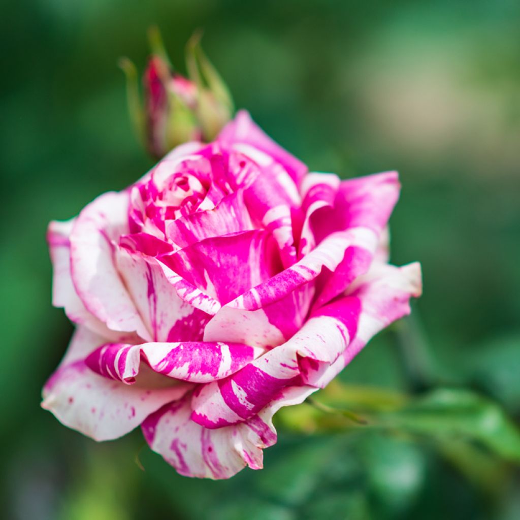 Rosa antica Variegata di Bologna