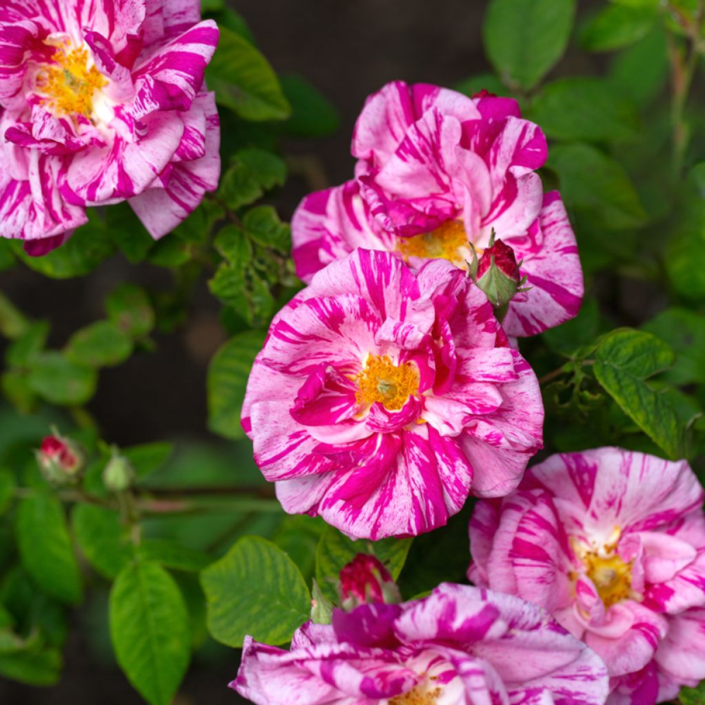 Rosa gallica Versicolor