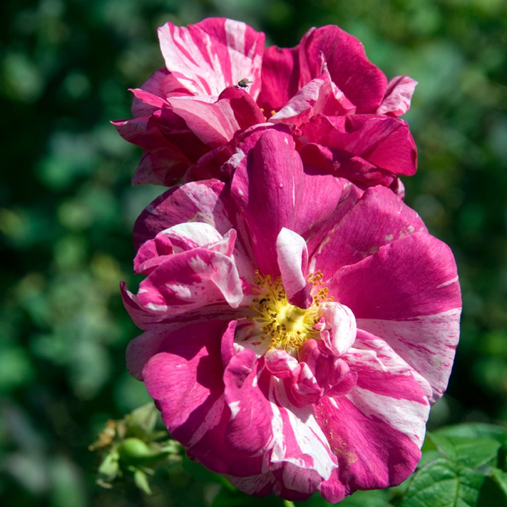 Rosa gallica Versicolor