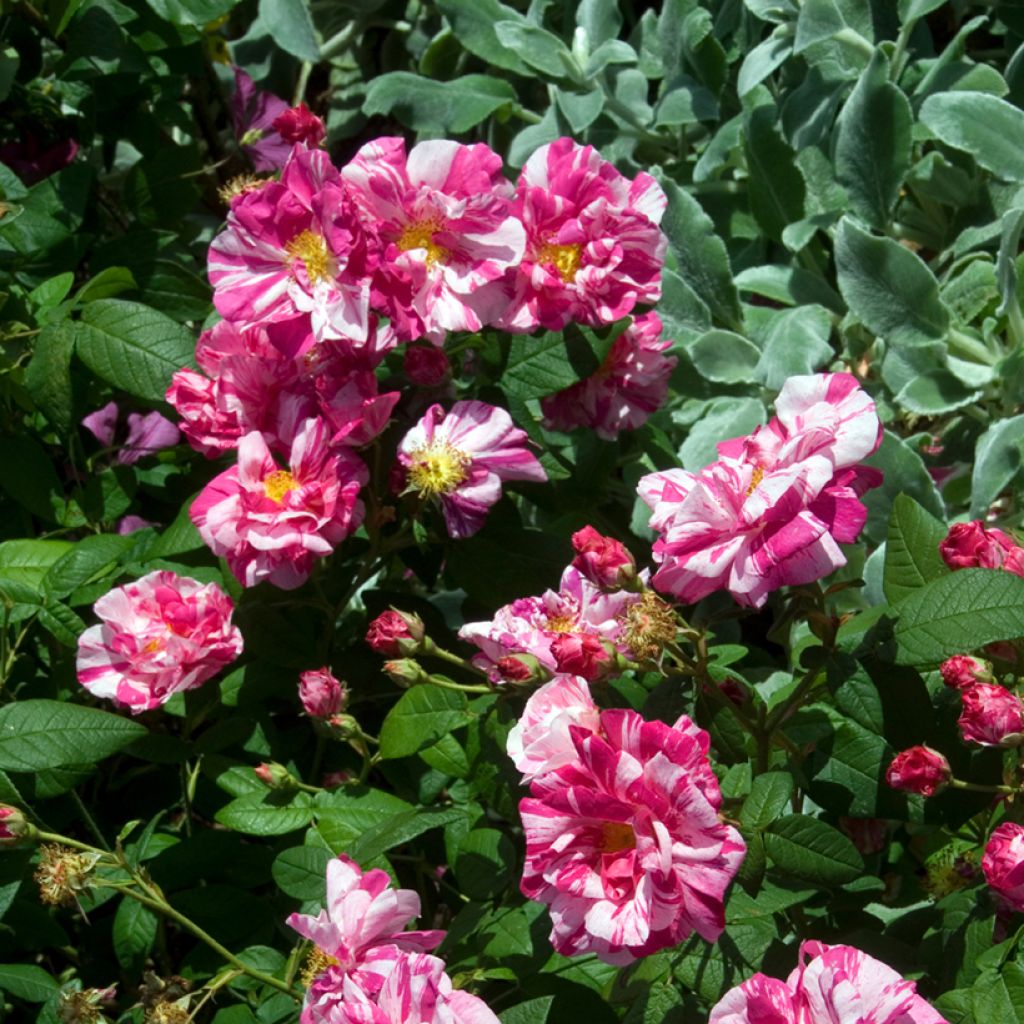 Rosa gallica Versicolor