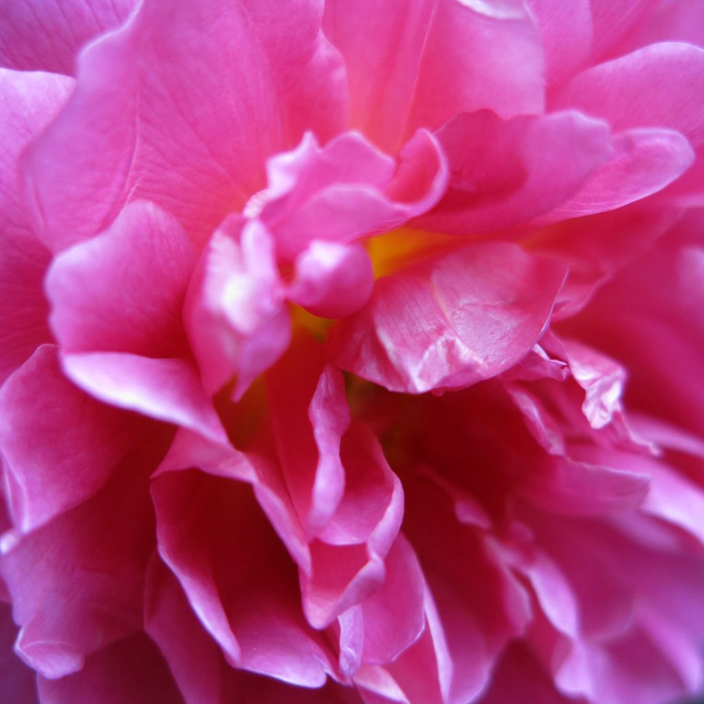 Rosa Princess Anne