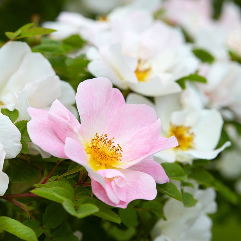 Rosa polyantha Nevada