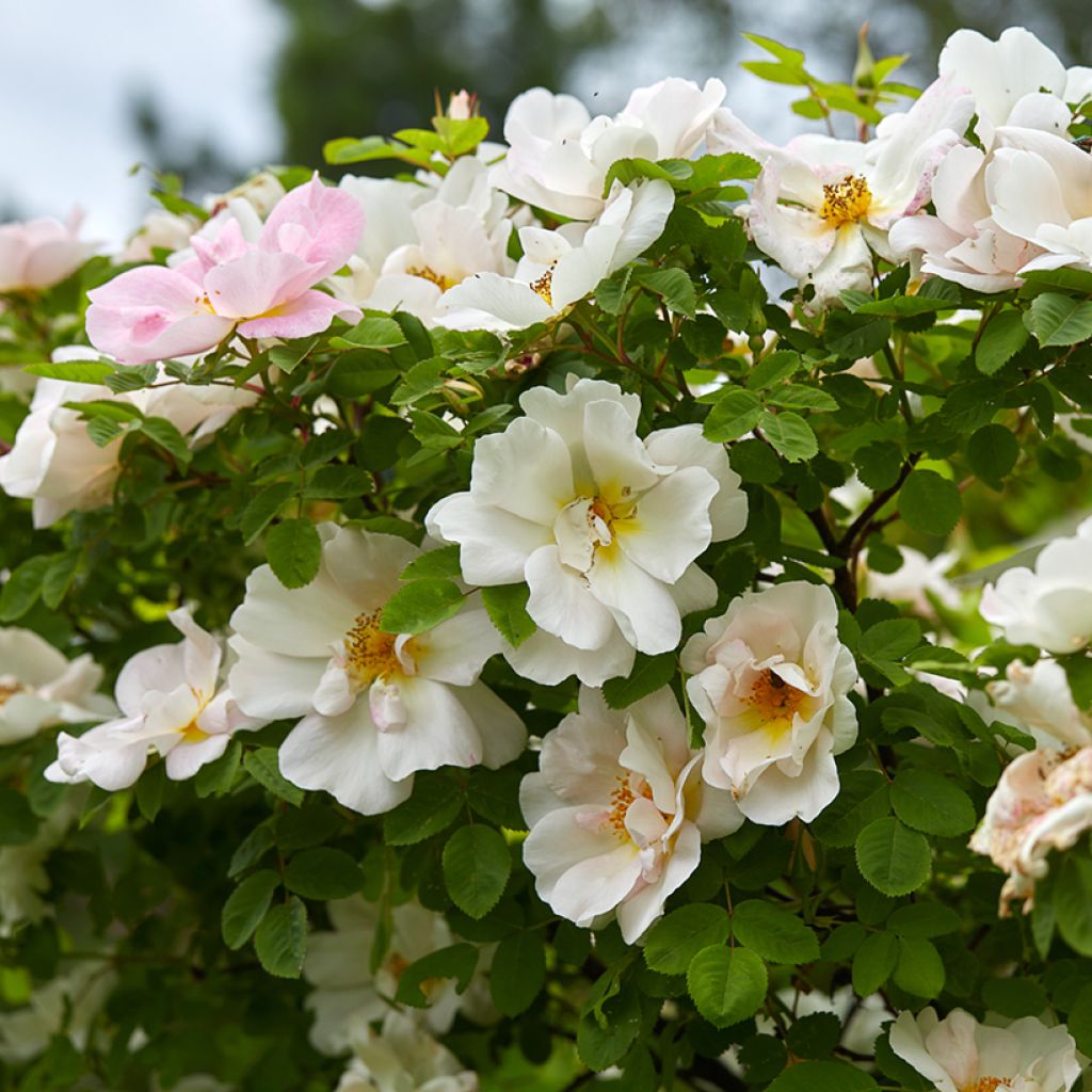 Rosa polyantha Nevada