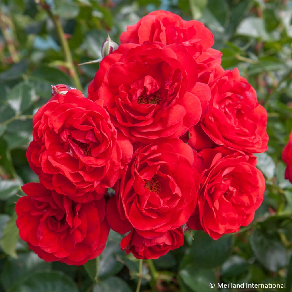 Rosa Scarlet Bonica