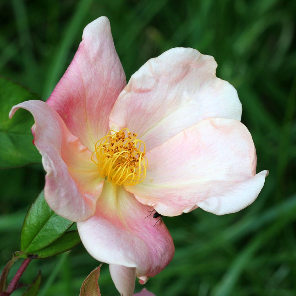 Rosa cinese Mutabilis