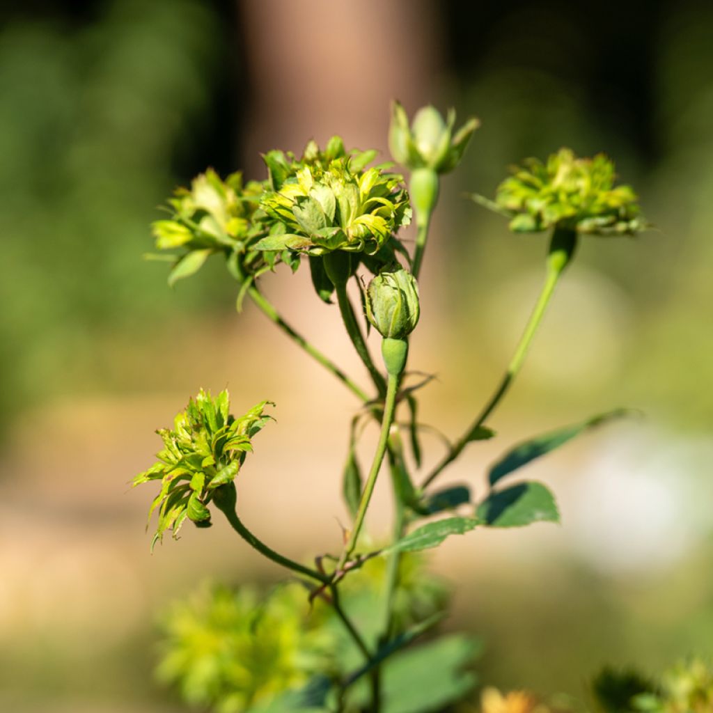 Rosa chinensis Viridiflora - Rosa cinese