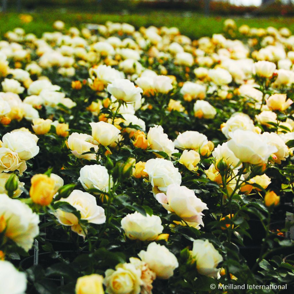 Rosa tappezzante Popcorn Drift