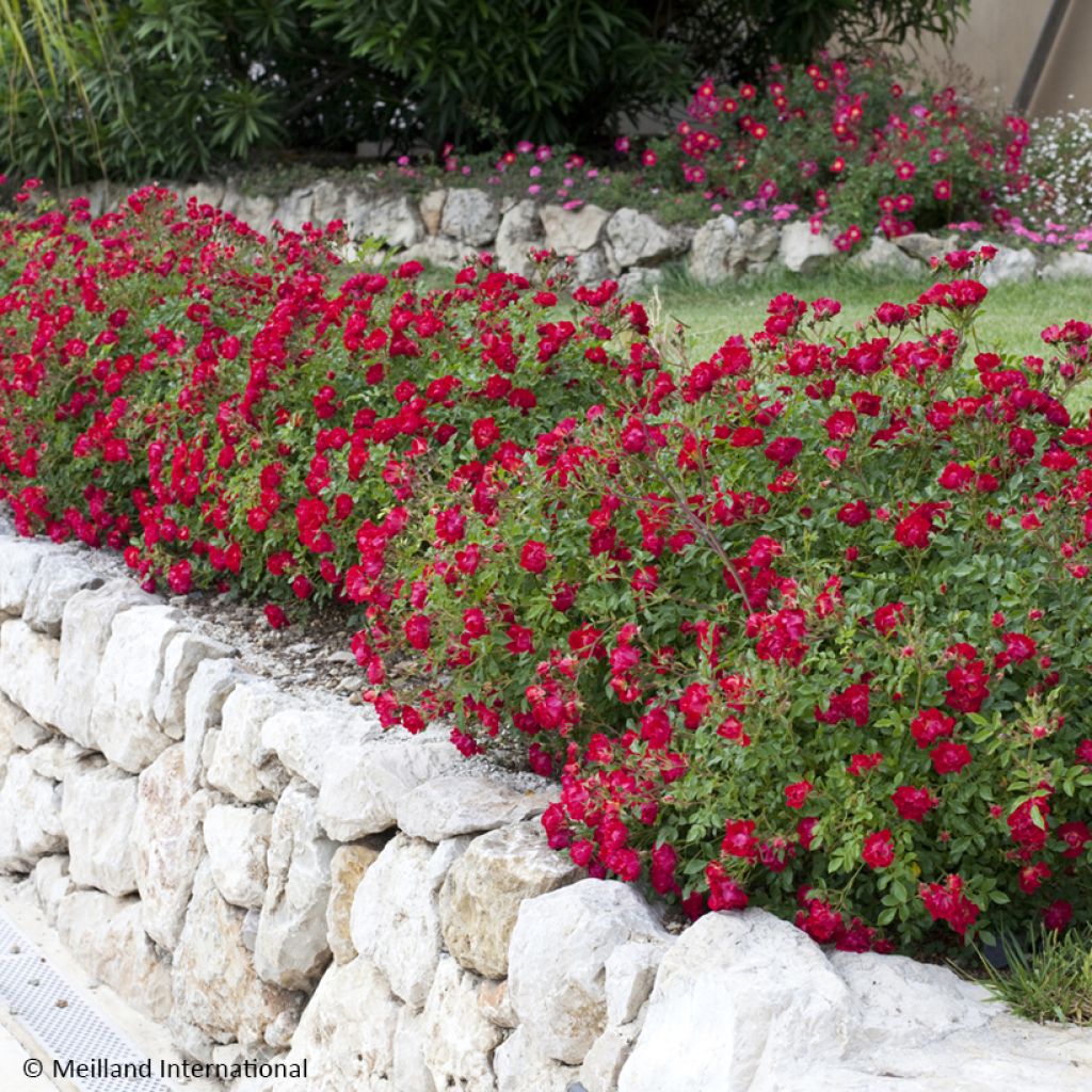 Rosa tappezzante Red Drift