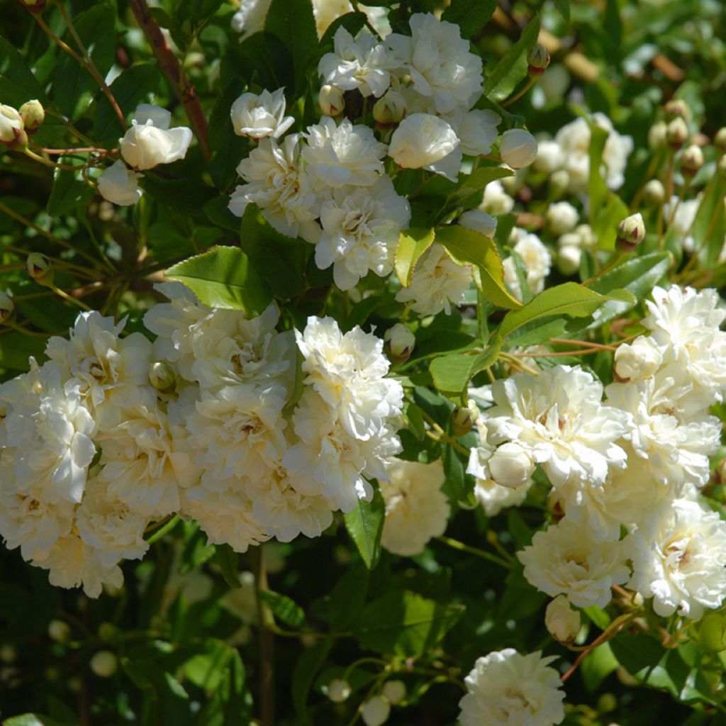 Rosa banksiae var. banksiae Alba Plena - Rosa di Lady Banks