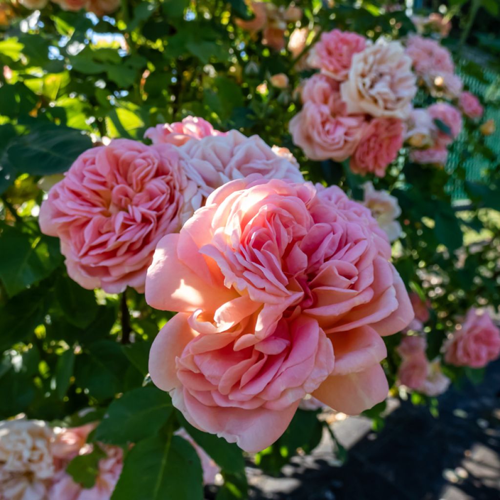 Rosa rampicante Alchymist