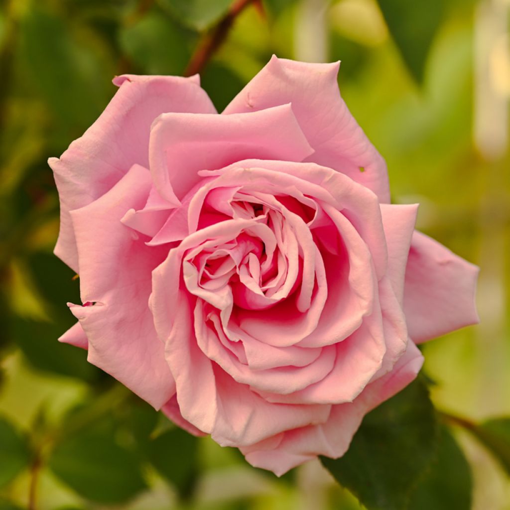 Rosa rampicante Aloha de Kordes