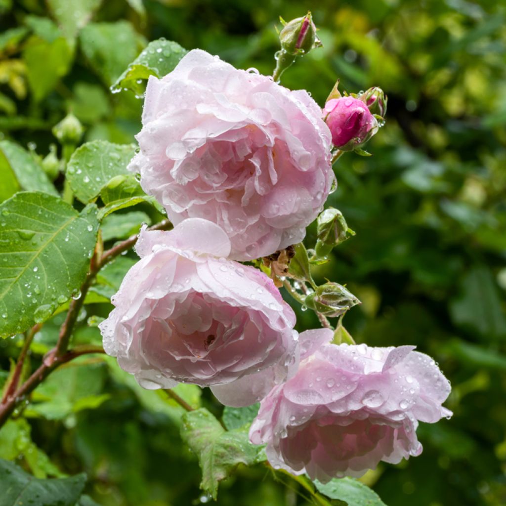 Rosa rampicante Blush Noisette