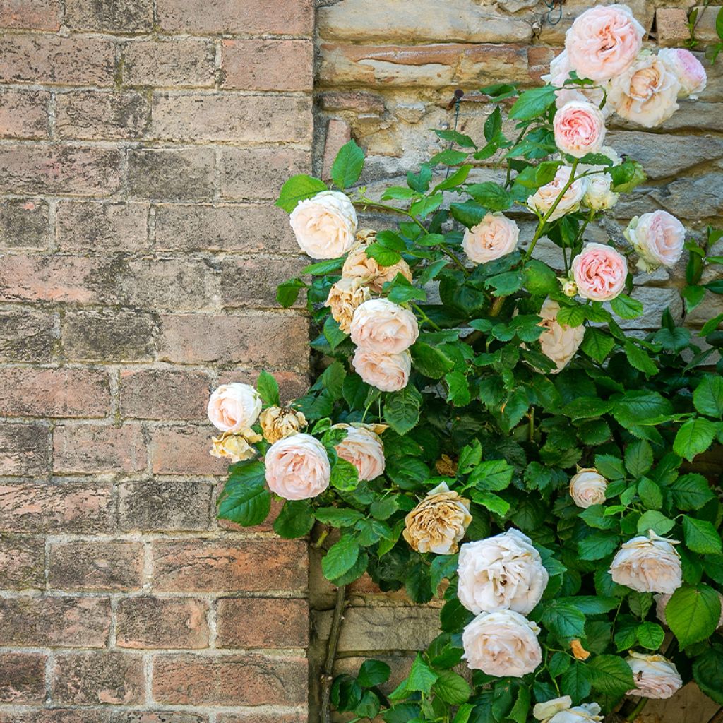 Rosa rampicante Blush Noisette