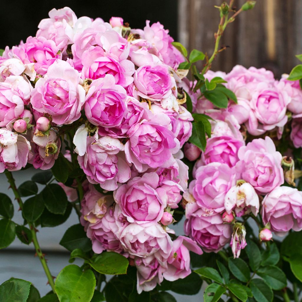 Rosa rampicante Climbing Max Jasmina