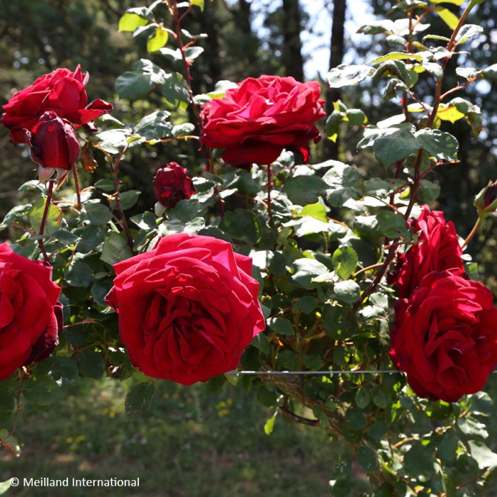 Rosa rampicante Edith Piaf