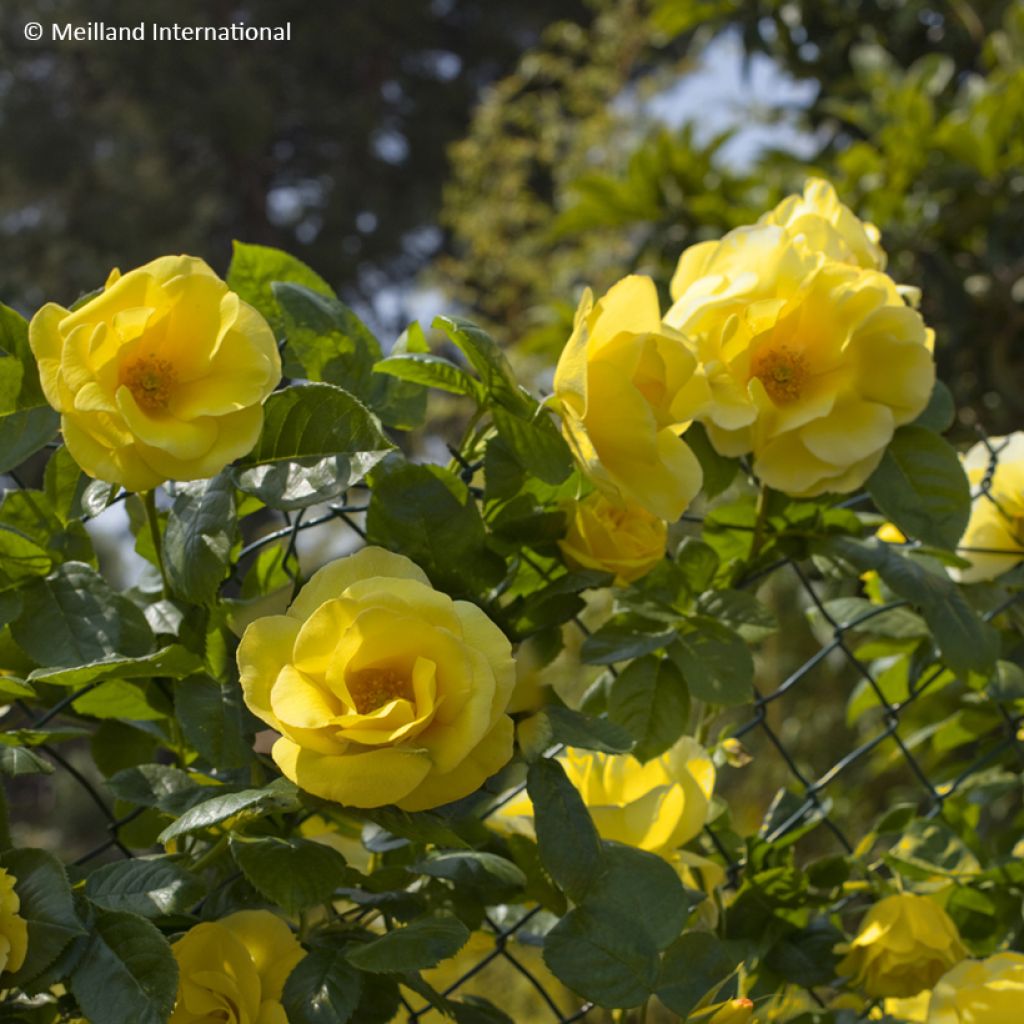 Rosa rampicante Happiness