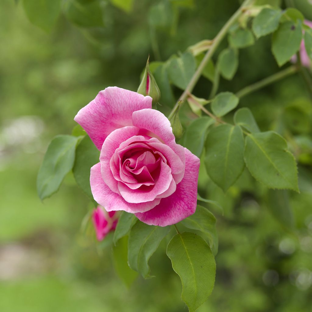 Rosa Mme Gregoire Staechelin