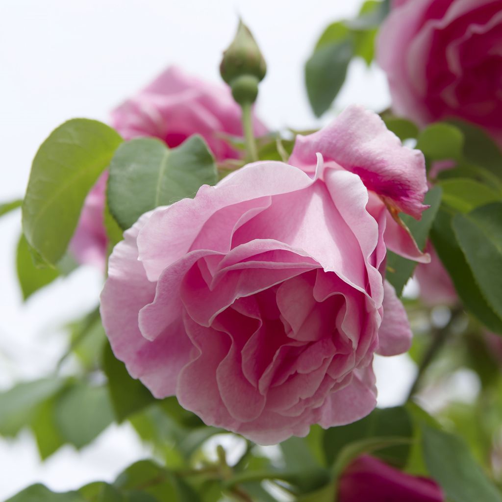 Rosa Mme Gregoire Staechelin