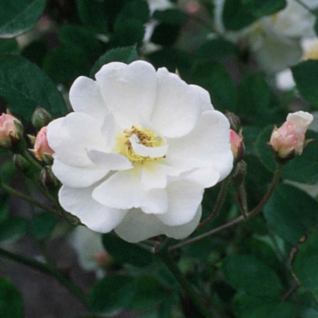 Rosa moschata Trier - Rosa moscata rampicante