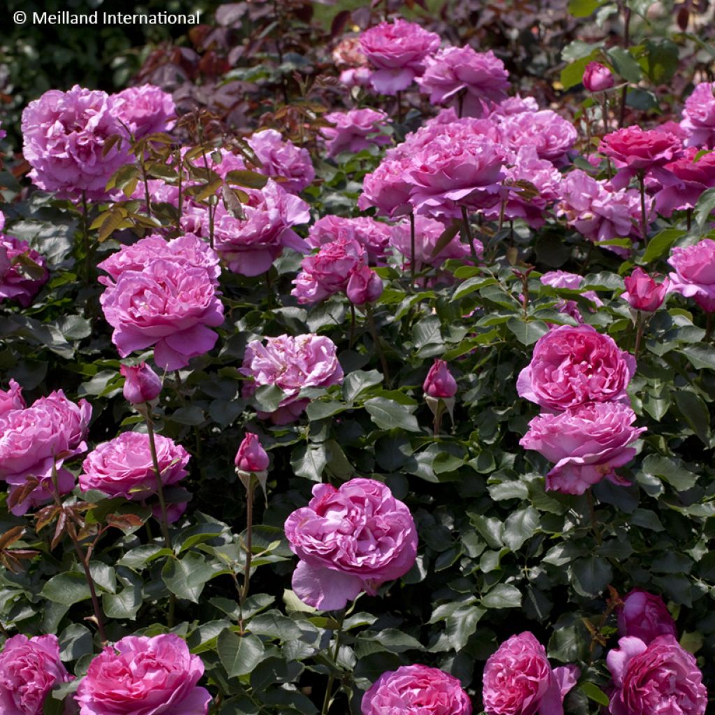 Rosa rampicante Yves Piaget