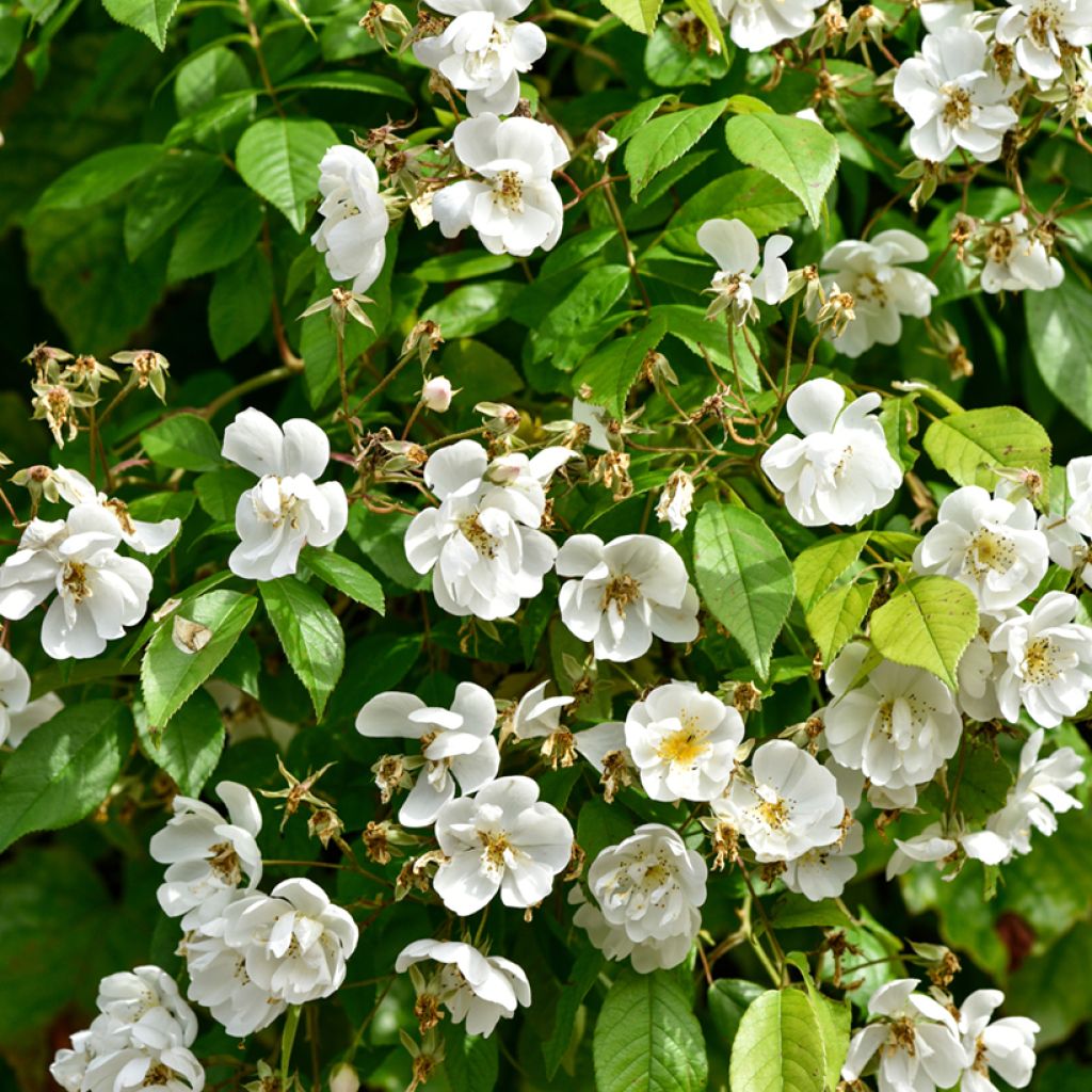 Rosa multiflora Bobbie James