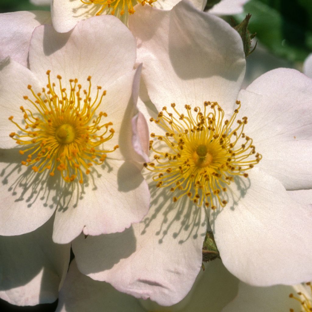 Rosa moscata rampicante Francis E Lester