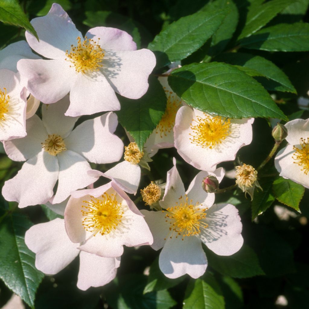Rosa moscata rampicante Francis E Lester