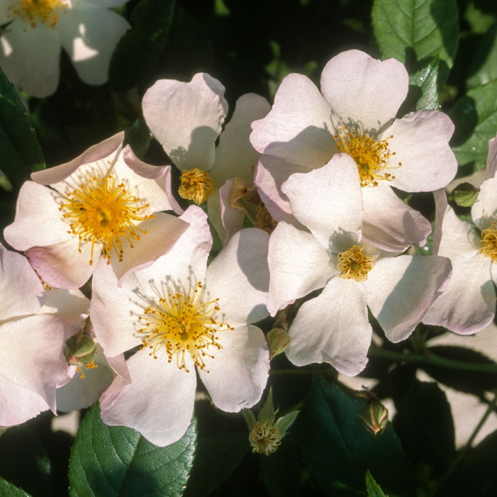 Rosa moscata rampicante Francis E Lester