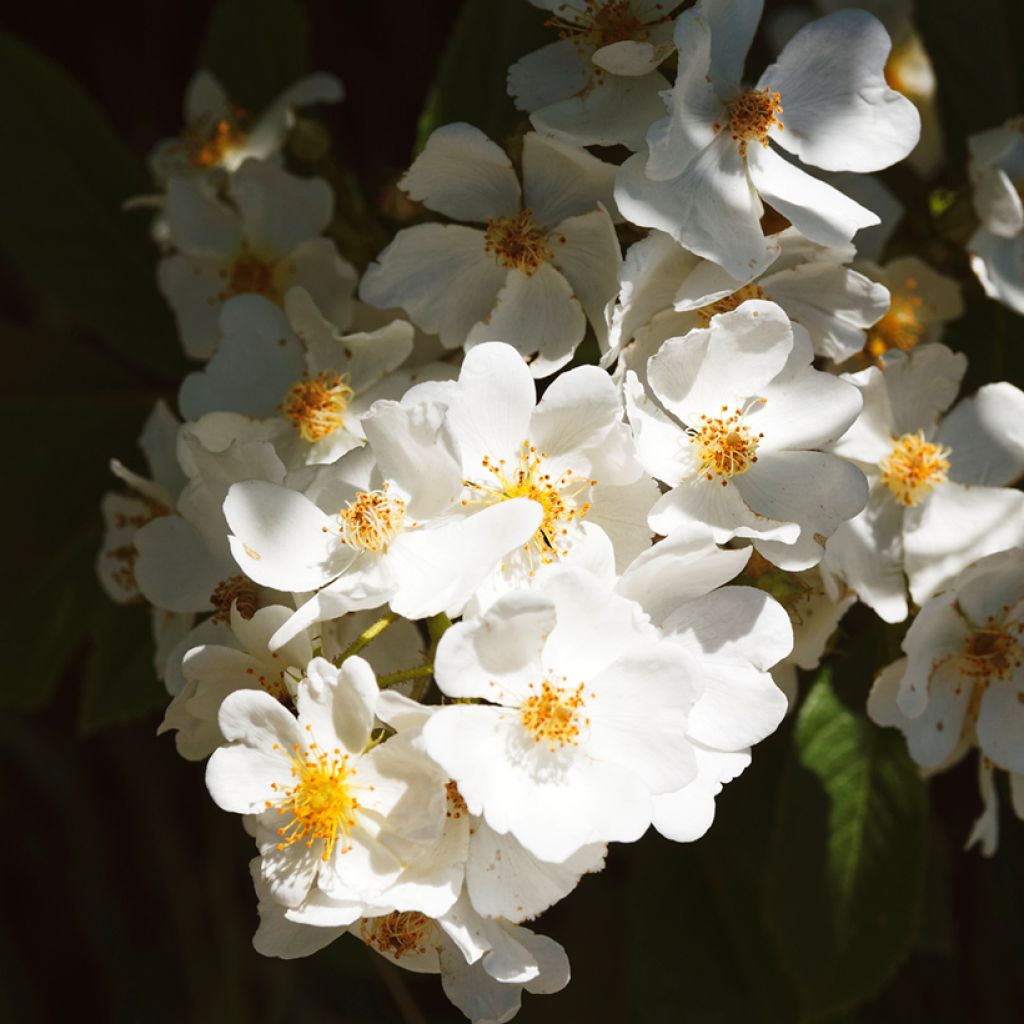 Rosa rampicante Kiftsgate