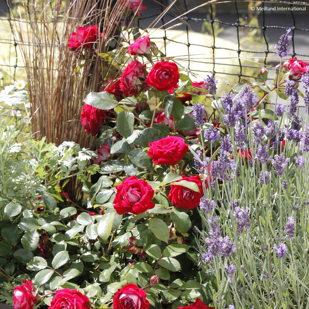 Rosa Street Colors Belle de Grasse 'Meibelitz'