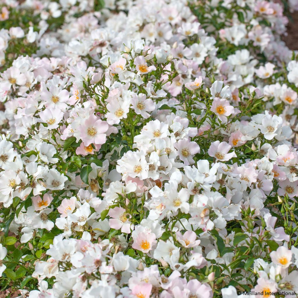 Rosa Street Colors Champs Elysées 'Meiplumty'