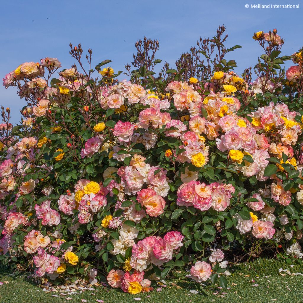 Rosa Street Colors Rêve de Paris 'Meilowmye'