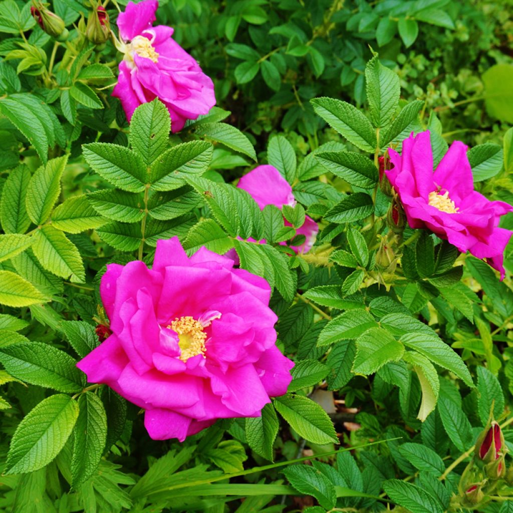Rosa rugosa
