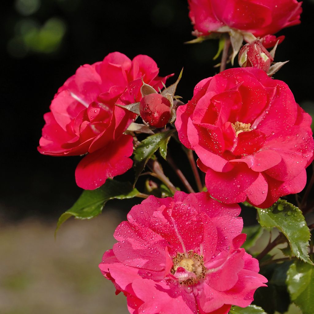 Rosa polyantha PATIO ROSE Xenia Korpinka