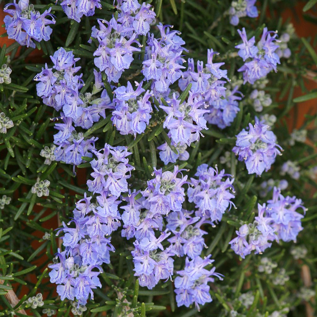 Rosmarinus officinalis Corsican Blue - Rosmarino