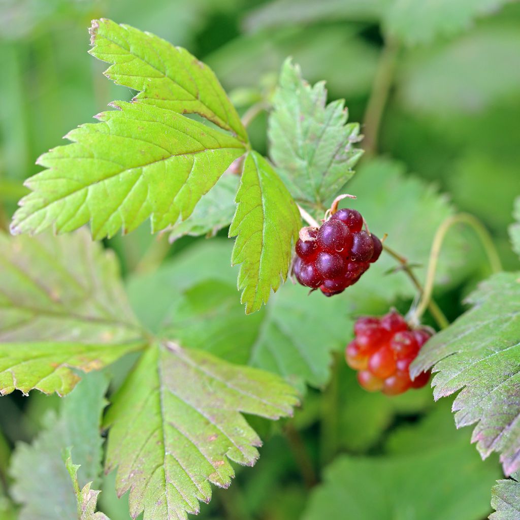 Rubus arcticus Beata - Lampone artico