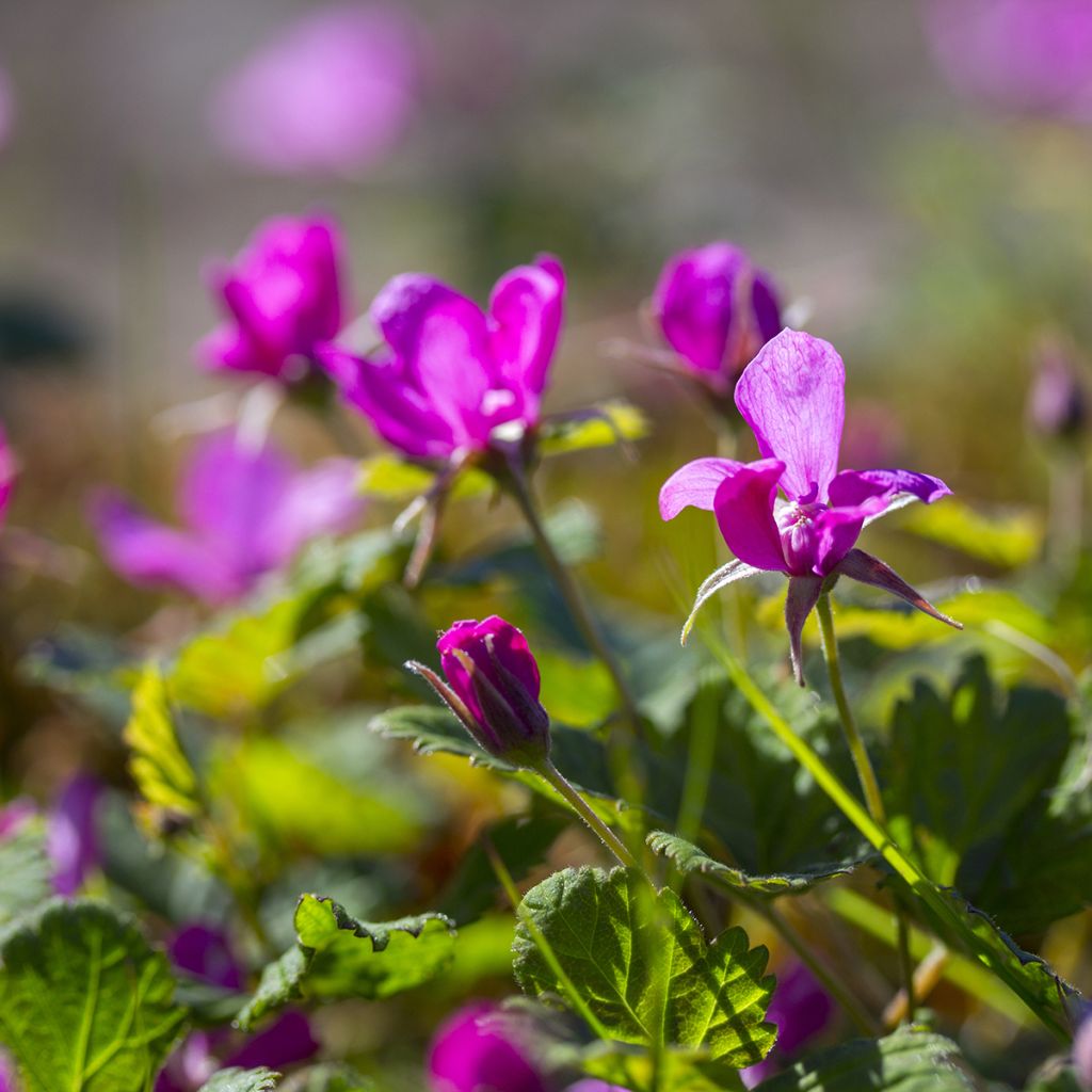 Rubus arcticus Beata - Lampone artico