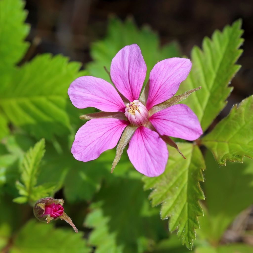 Rubus arcticus Beata - Lampone artico