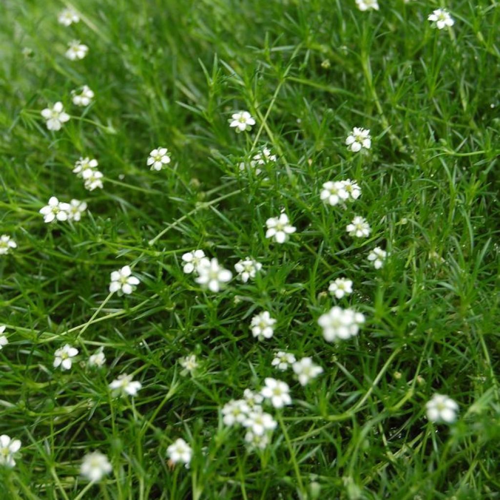 Sagina Green Moss - Muschio irlandese