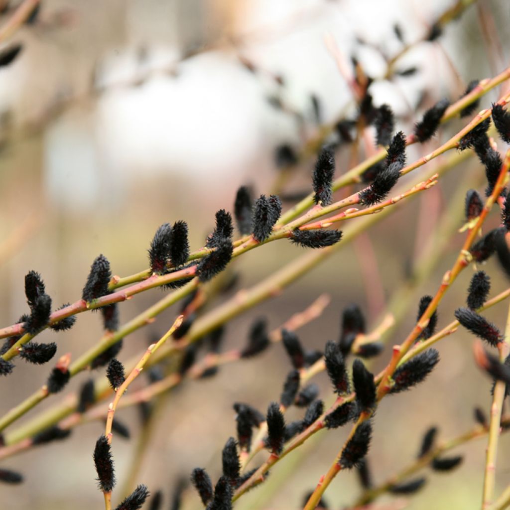 Salix gracilistyla Melanostachys