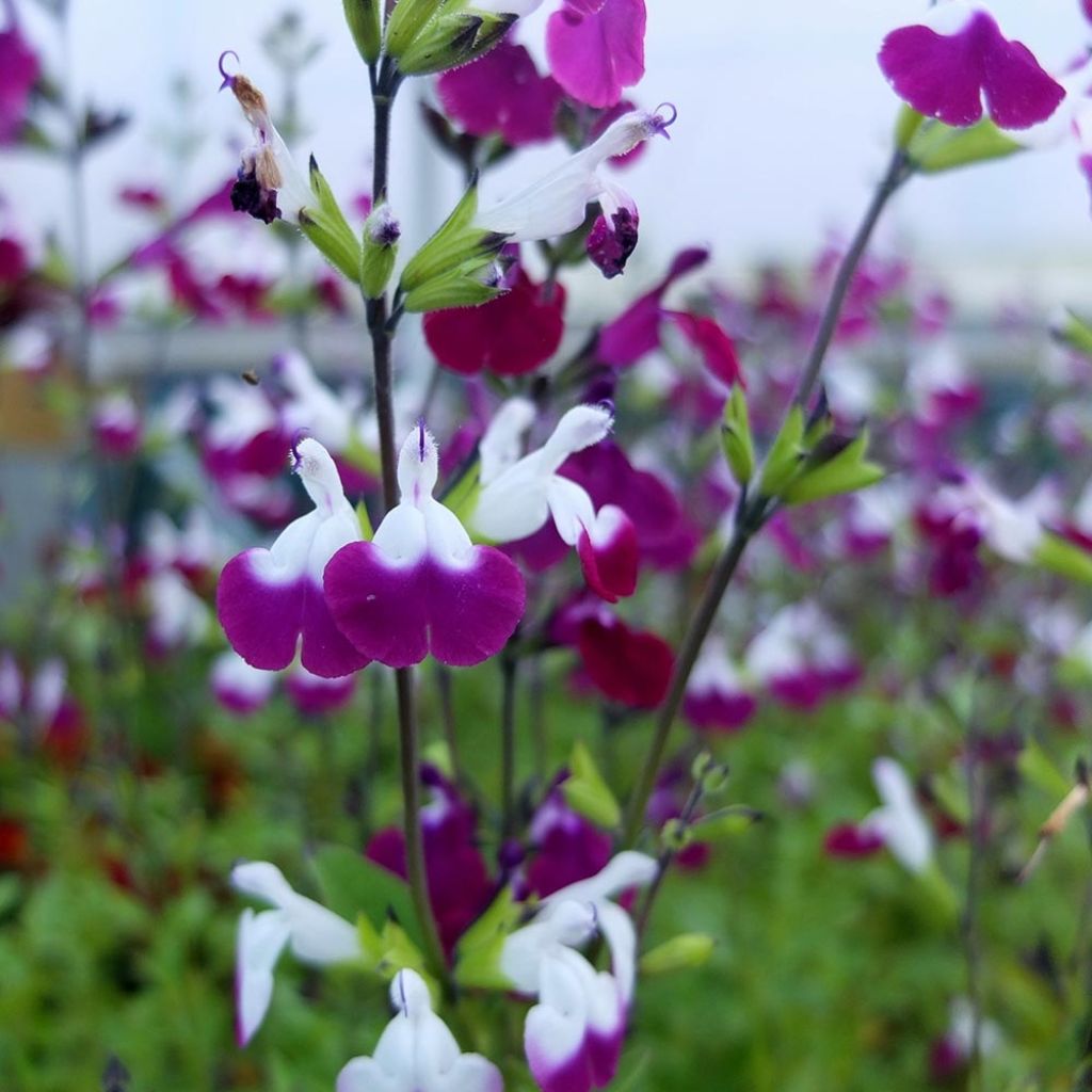 Salvia greggii Amethyst Lips