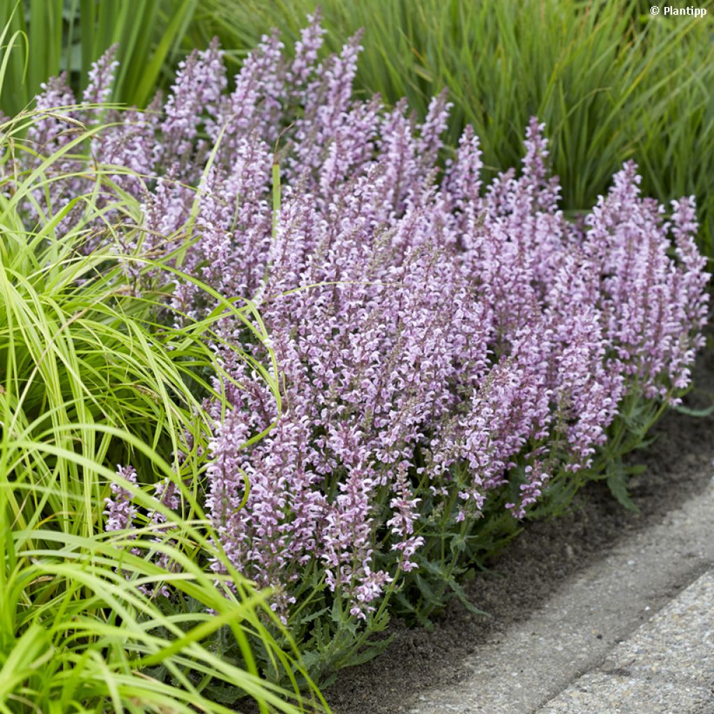 Salvia nemorosa Feathers Flamingo - Sauge des bois