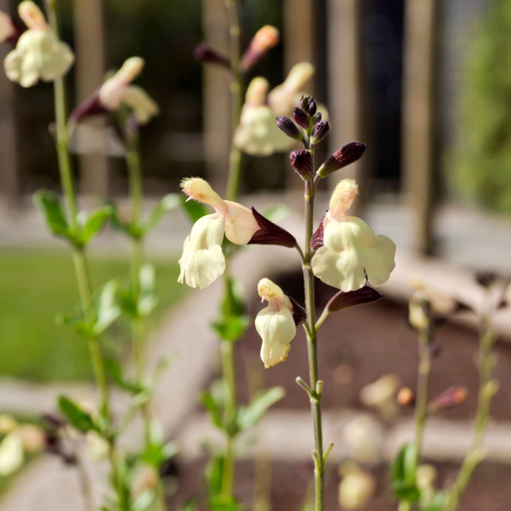 Salvia jamensis Melen - Salvia arbustiva