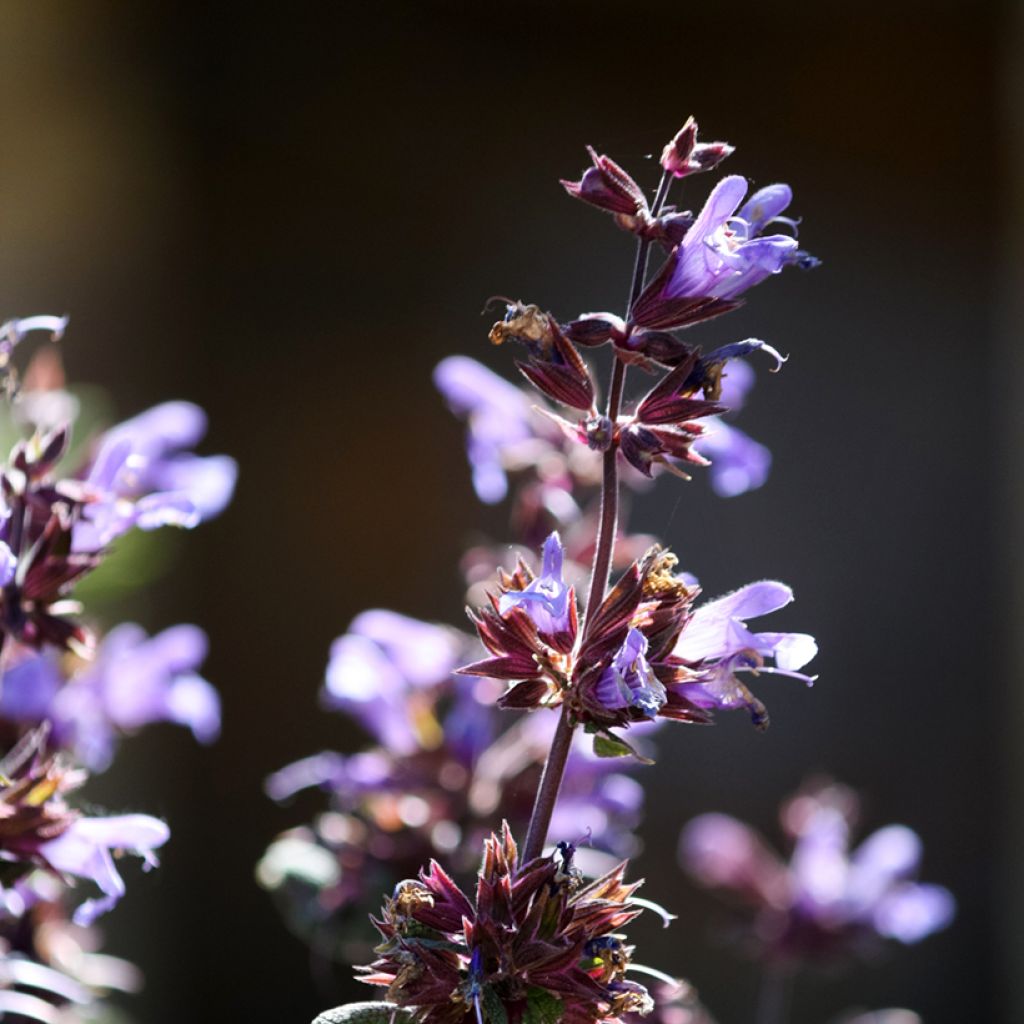 Salvia officinalis Purpurascens - Salvia comune