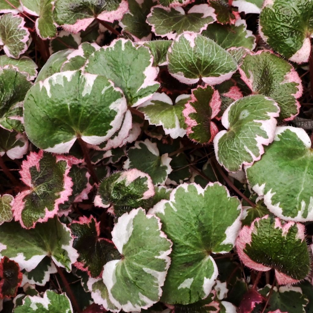 Saxifraga stolonifera Variegata