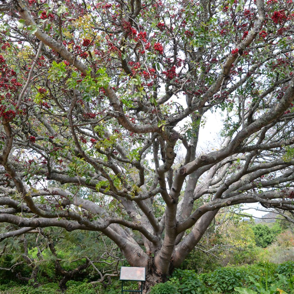 Schotia brachypetala