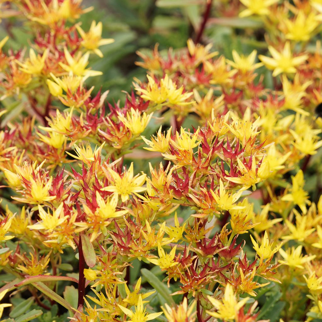 Sedum kamtschaticum var. floriferum Weihenstephaner Gold