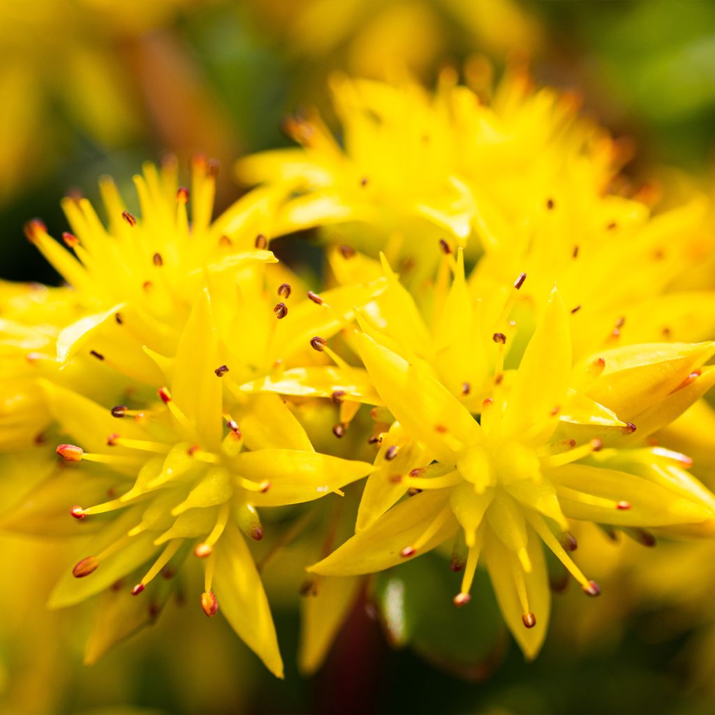 Sedum kamtschaticum var. floriferum Weihenstephaner Gold
