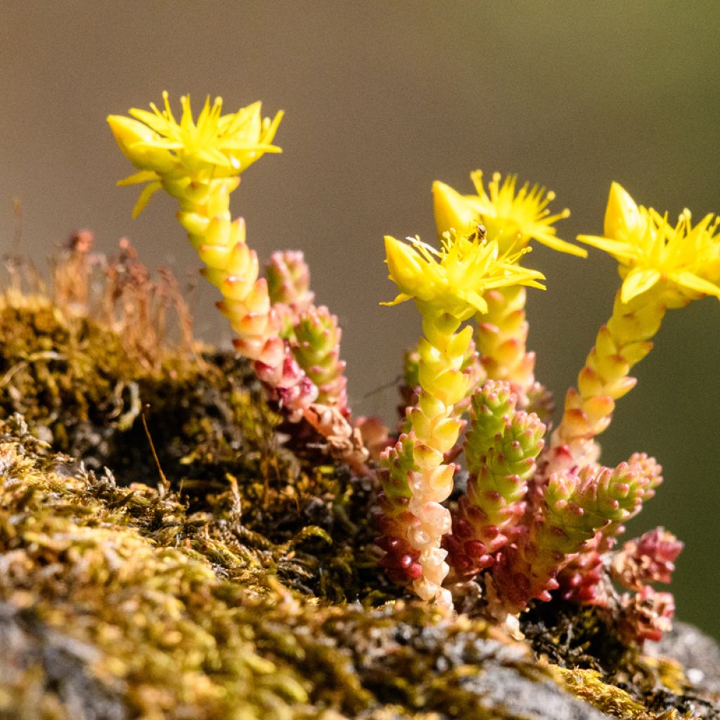Sedum acre - Borracina acre